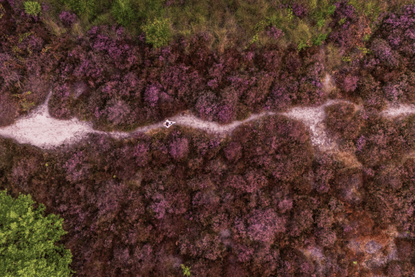 Beegderheide met bloeide heide