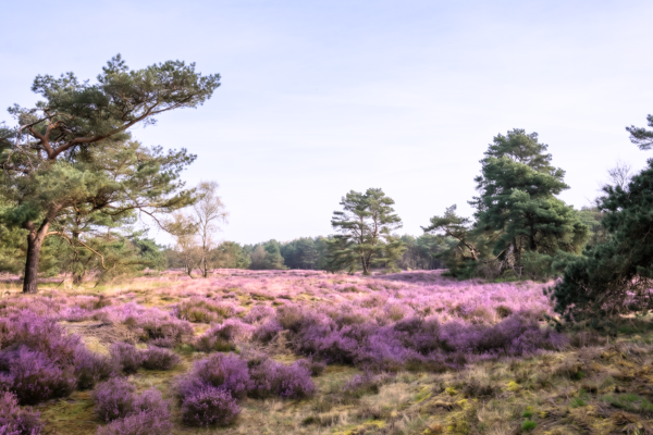 Boshoverheide - Weert