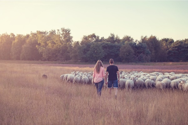 Couple walks hand in hand through the moors where sheep stand