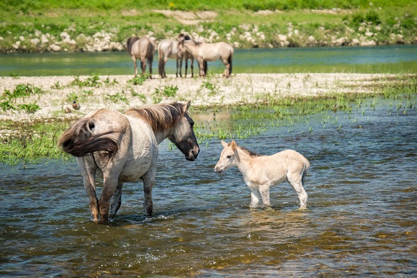Moeder Koninkpaard en veulen staan in het water bij natuurgebied Koningssteen