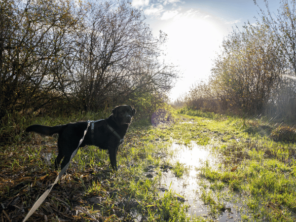 Hond zit vast aan de lijn en kijkt naar je toe. Er is een lage felle zon en een natte grond te zien