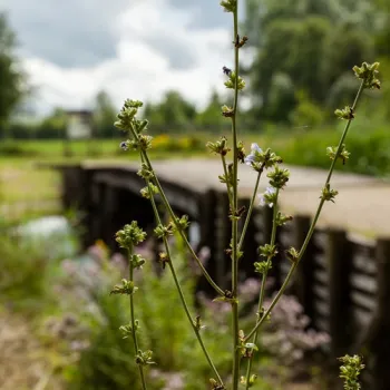 Bloeiende planten op de voorgrond, met de Romeinse brug over een beek in Tungelroy in het KempenBroek op de achtergrond.